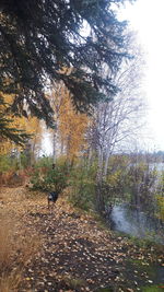 Trees growing in forest during autumn