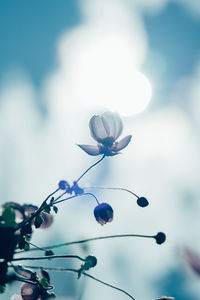 Close-up of white flowering plant