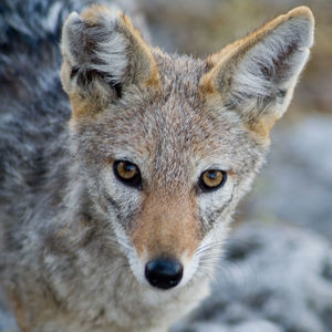 Close-up portrait of black-backed jackal