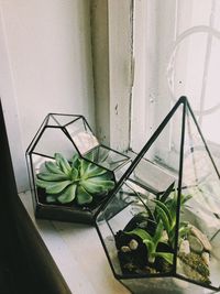 High angle view of potted plants on window sill at home