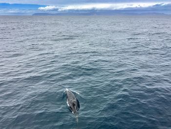 View of dolphin in sea