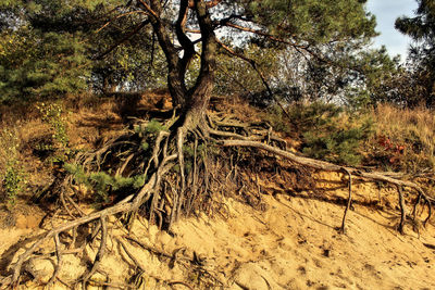 Trees in forest