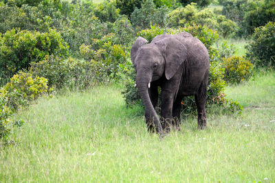 Elephant in a forest