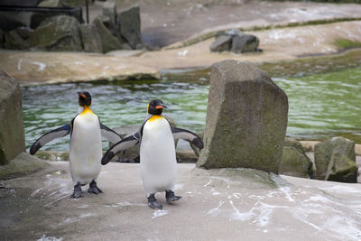 View of two birds on rock