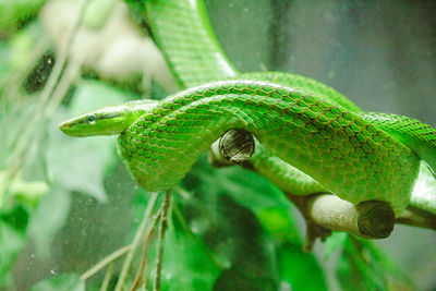 Corn snake is a popular snake. 