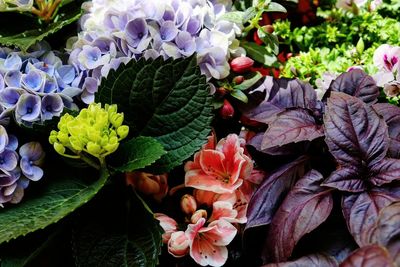 High angle view of purple flowering plants