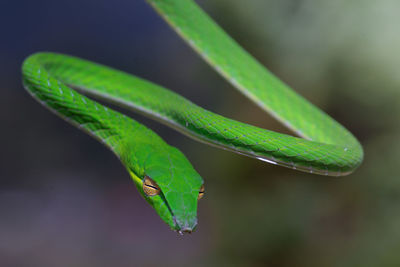 Close-up of green leaf