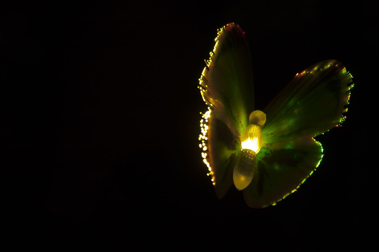 CLOSE-UP OF FLOWER ON BLACK BACKGROUND