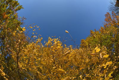 Low angle view of trees against clear blue sky