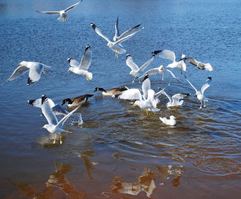 Seagulls flying over lake