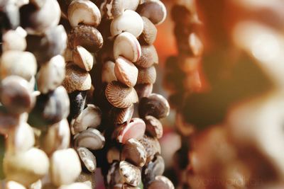 Close-up of shells hanging