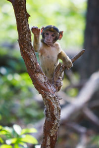 Monkey sitting on tree trunk