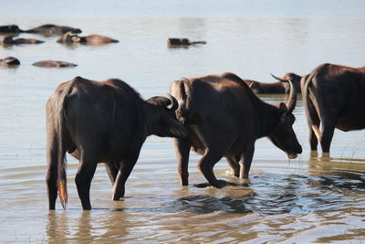 Buffaloes in lake against clear sky