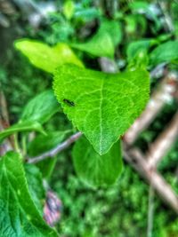 Close-up of raindrops on leaves