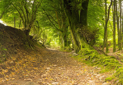 Trees growing in forest