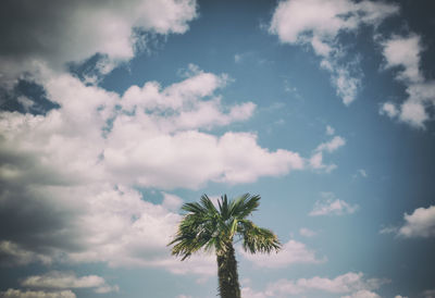 Low angle view of palm trees against cloudy sky