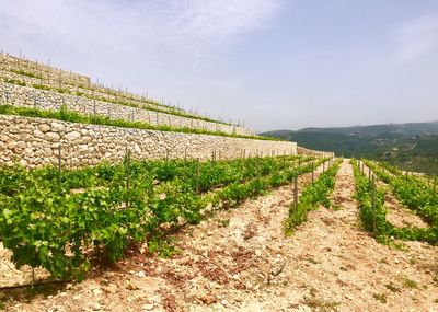 Idyllic shot of vineyard against sky