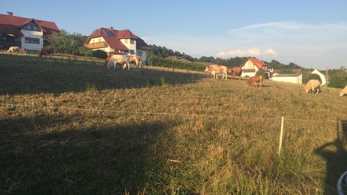 Houses on field by buildings against sky