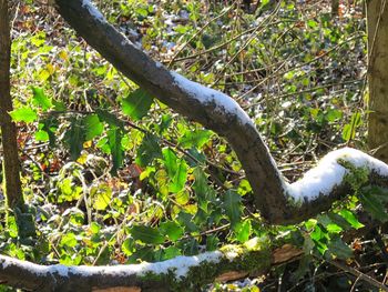 Close-up of lizard on tree