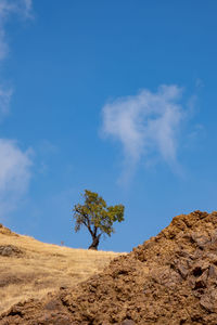 Lonely tree on a dry field against blue sky. cyprus farmland