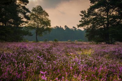 Purple flowers growing in field