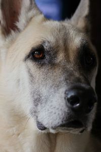 Close-up portrait of dog