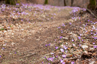 Close-up of purple crocus flowers on field