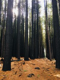 View of trees in forest