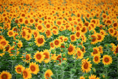 Close-up of sunflowers in field