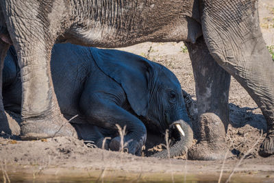 Close-up of elephant calf relaxing in mud