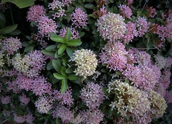 Close-up of purple flowering plants