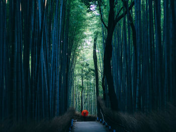 Road passing through forest