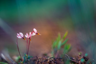 Close-up of pink flowering plants against blurred background