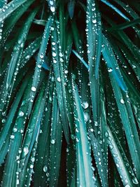 Close-up of wet plants during rainy season