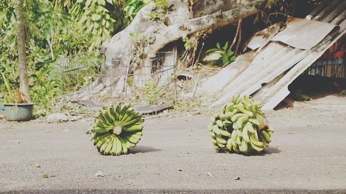 Bunch of bananas for sale at market
