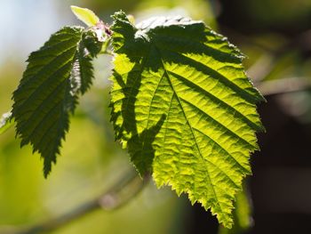 Close-up of leaves