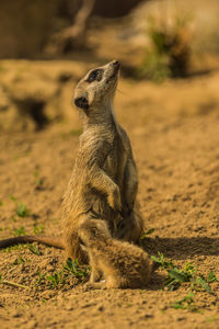 Lion sitting on land