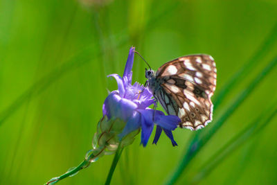 Close-up of butterfly on purple flower