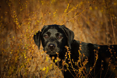 Portrait of black dog