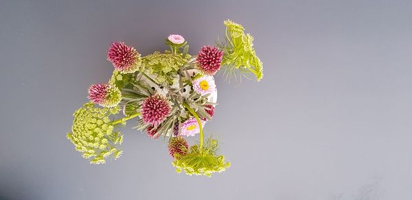 Close-up of flowering plant against white background