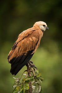 Bird perching on leaf