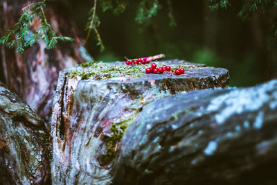 Close-up of red berries on tree stump in forest