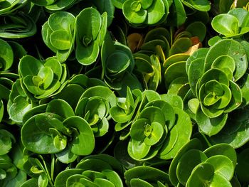 Full frame shot of green leaves