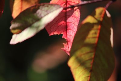 Close-up of maple leaves on plant