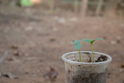 Close-up of small potted plant