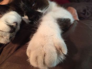 Close-up of cat sleeping