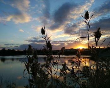 Silhouette plants by lake against sky during sunset