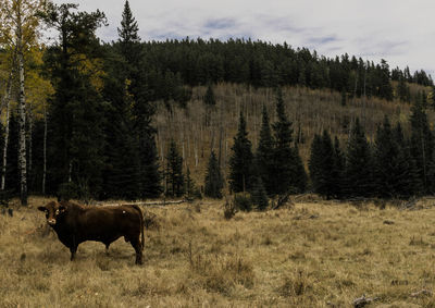 Cows on field against sky