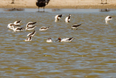 Flock of seagulls in lake