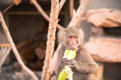 Close-up of monkey eating